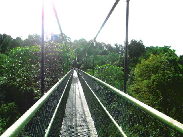 Singapore treetop walk