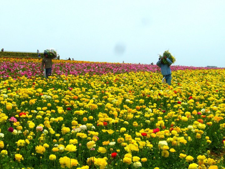 The flower fields of Carlsbad, California