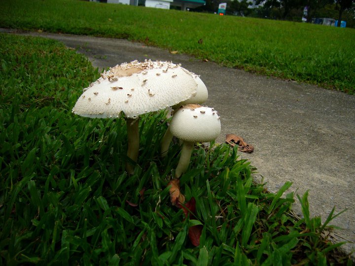 Wild mushrooms in Singapore. Here today, gone tomorrow.
