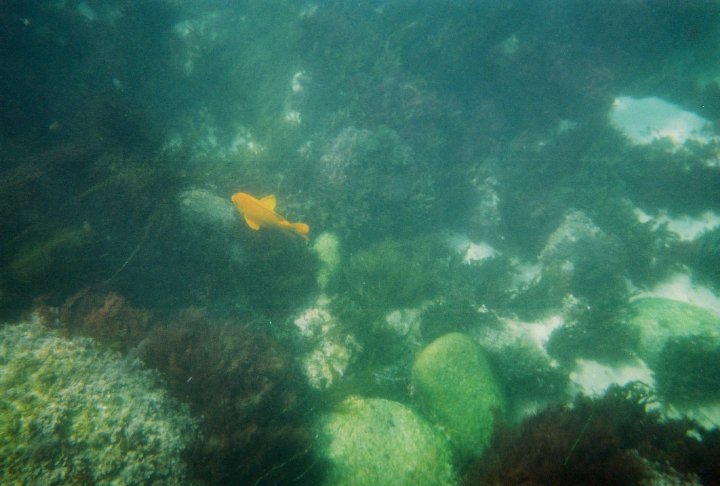 Garibaldi, the state fish of California. Snapped at Boomers Beach, La Jolla.