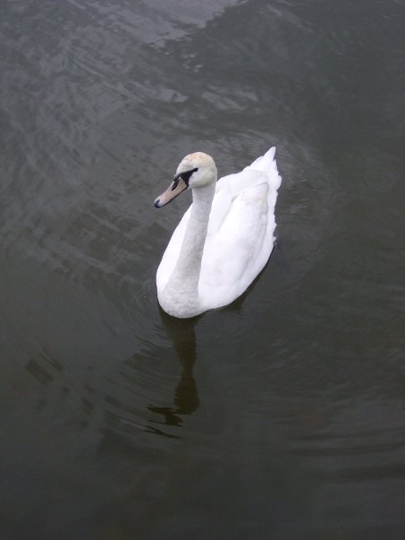 A swan in Lake Mikołajki, Poland