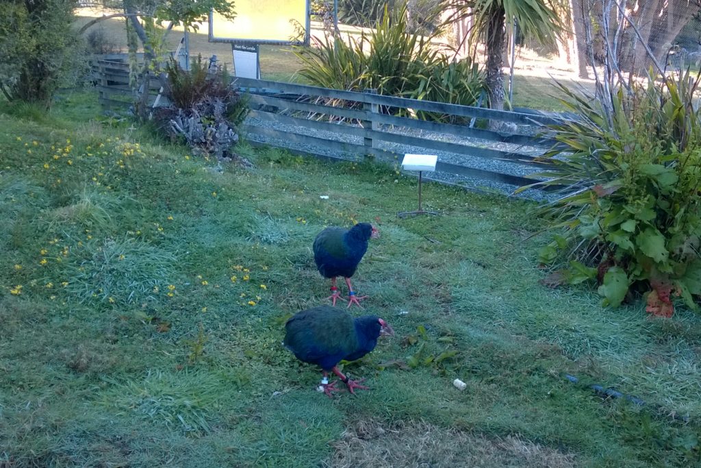 Te Anau Bird Sanctuary