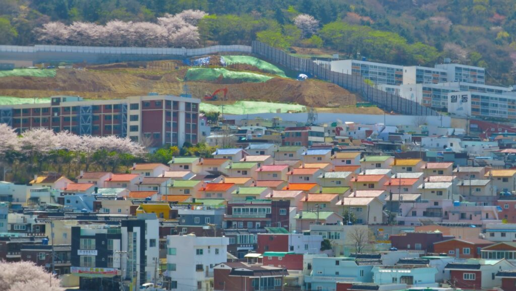 Cherry blossoms in Mandeok