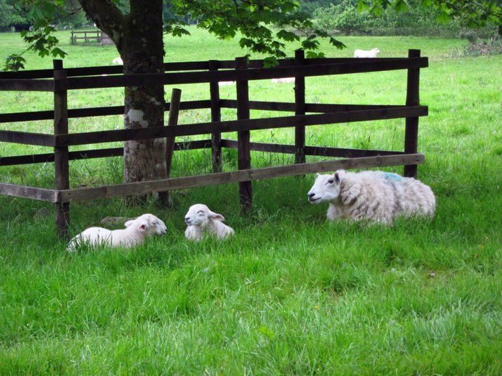 Sheep and lambs in Inveraray, Scotland