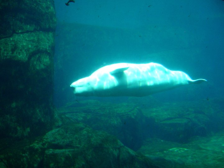 Beluga in Vancouver Aquarium