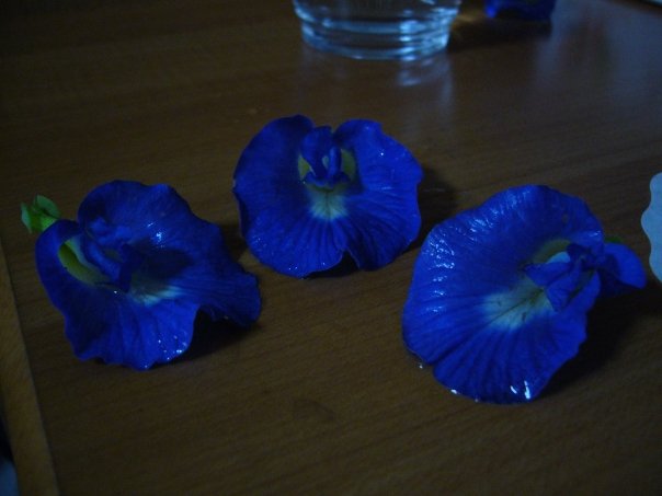 ... versus real plants and culture. These butterfly pea flowers (bunga terlang) are commonly used as a natural food dye in kueh salat/pulut serikaya and dumplings