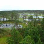 Viru Bog: A Taste of the Estonian Wilderness