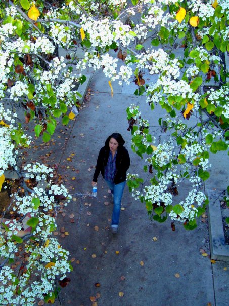 Blossoming tree at San Diego State University