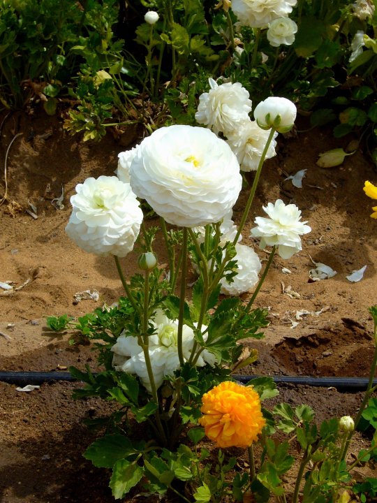 White ranunculus, Carlsbad, California