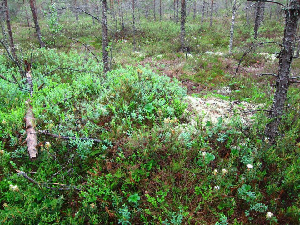 Viru bog mosses