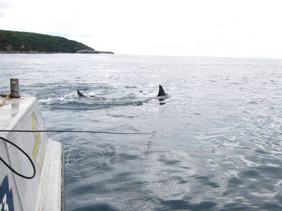 Stewart Island great white sharks