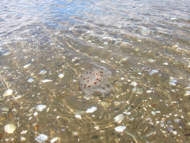 Jellyfish in Hokianga