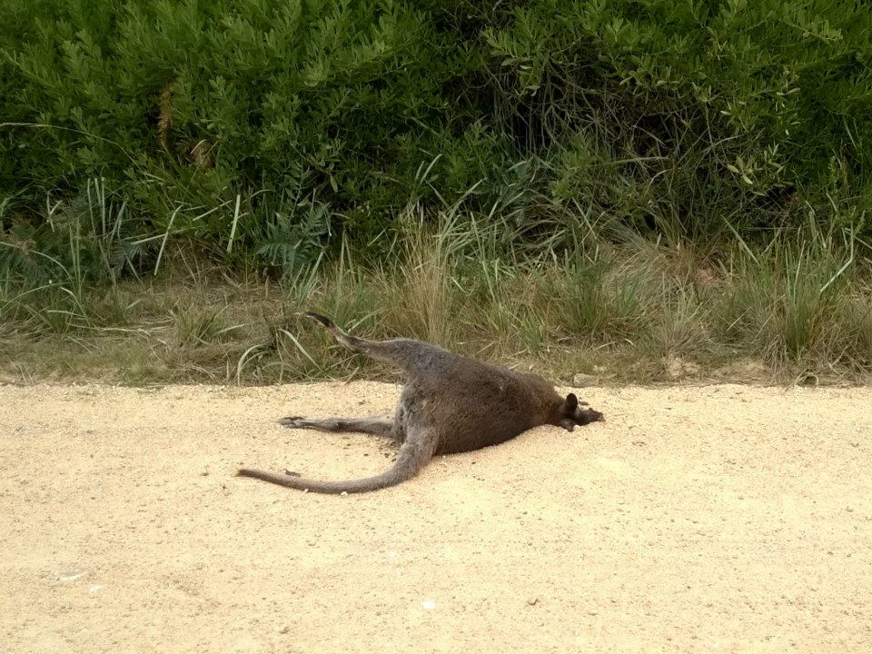 kangaroo roadkill