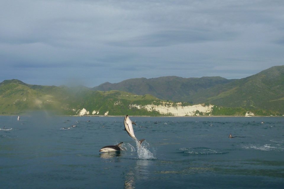 Dolphin Encounter
