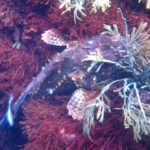 The Poor Knights Islands Made Me Wish I’d Learnt Diving