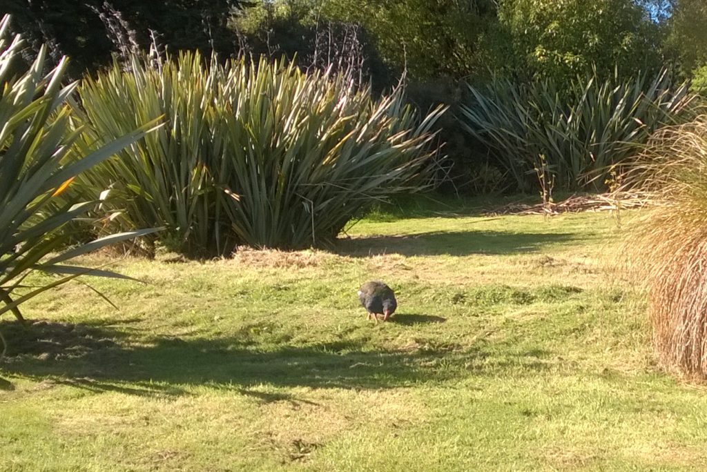 Te Anau Bird Sanctuary