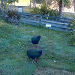 Te Anau Bird Sanctuary: Face-to-Face with the Takahe