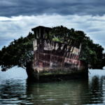 Alone with the SS Ayrfield Shipwreck, the Floating Forest of Sydney