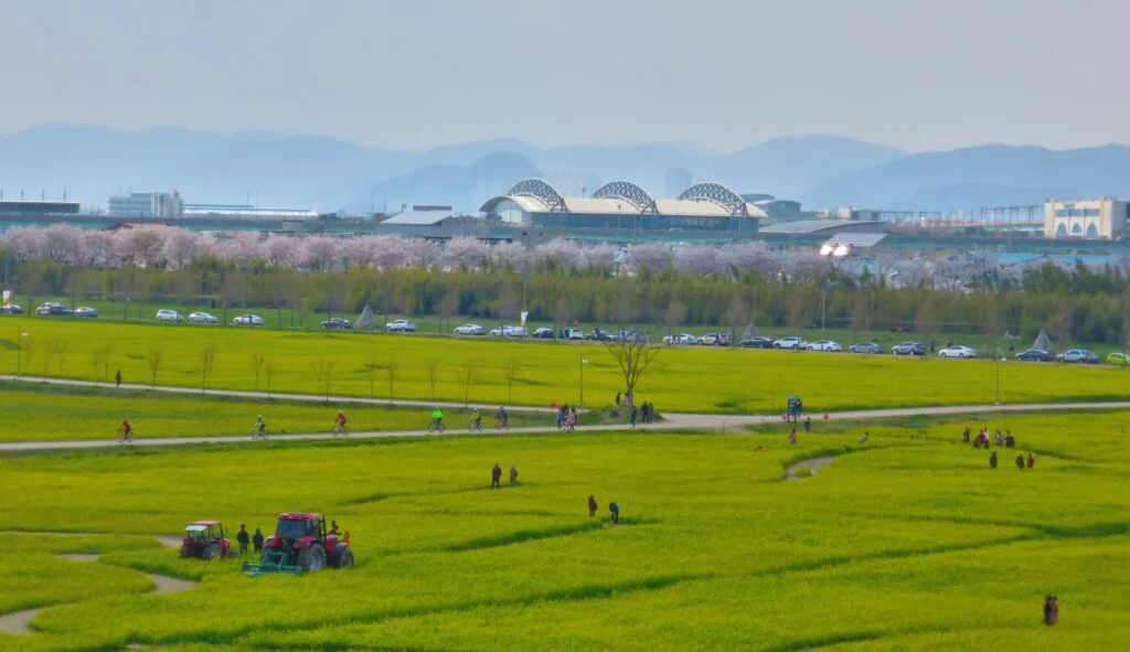 Korean pink cherry blossoms and yellow canola flowers, Daejeo