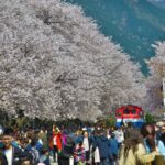 Your Cheat Sheet to Seeing Cherry Blossoms in Busan in 5 Ways