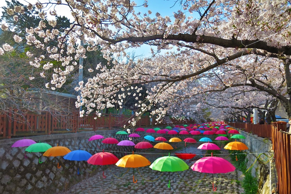 Cherry blossoms Jinhae