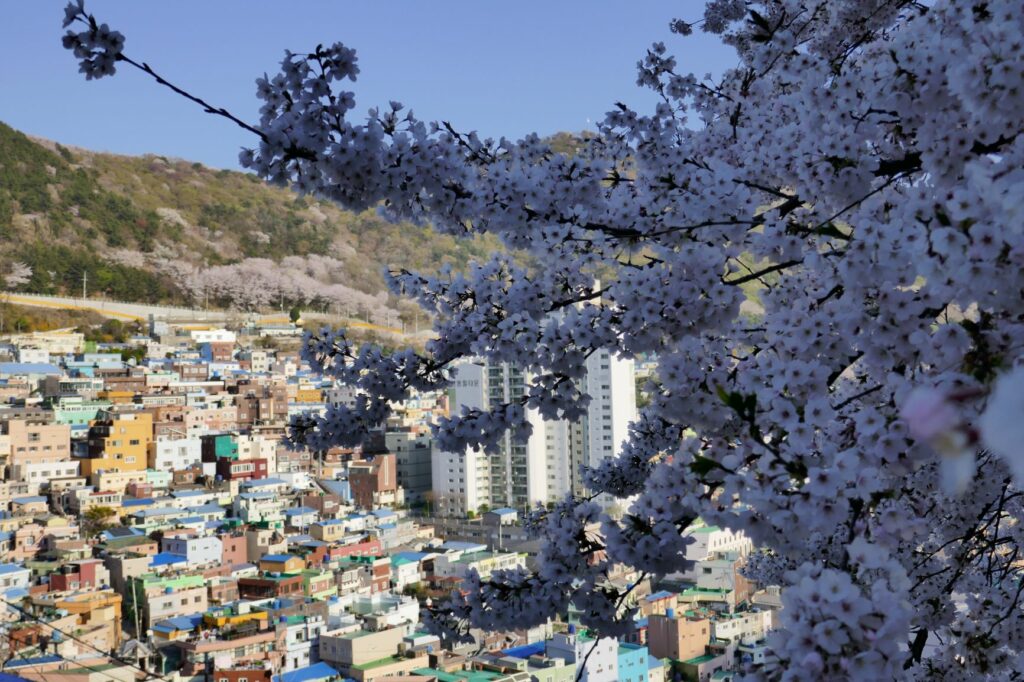 Cherry blossoms in Busan